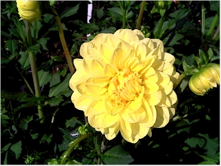 Blume