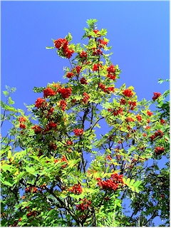 Baum